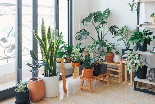 Best Indoor plants that clean the air and remove toxins