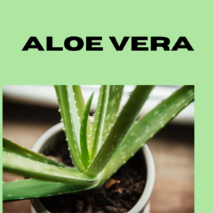 Aloe Vera-Thewriteyouth.com