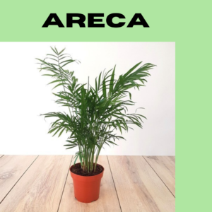 Areca-Thewriteyouth.com