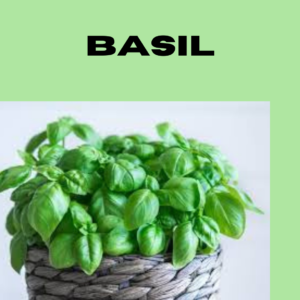 Holy Basil-Thewriteyouth.com