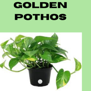 Golden Pothos-Thewriteyouth.com