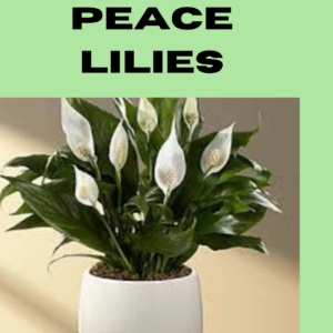 Peace Lilies- Thewriteyouth.com