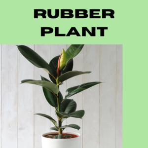 Rubber plants (Ficus elastic) Thewriteyouth.com