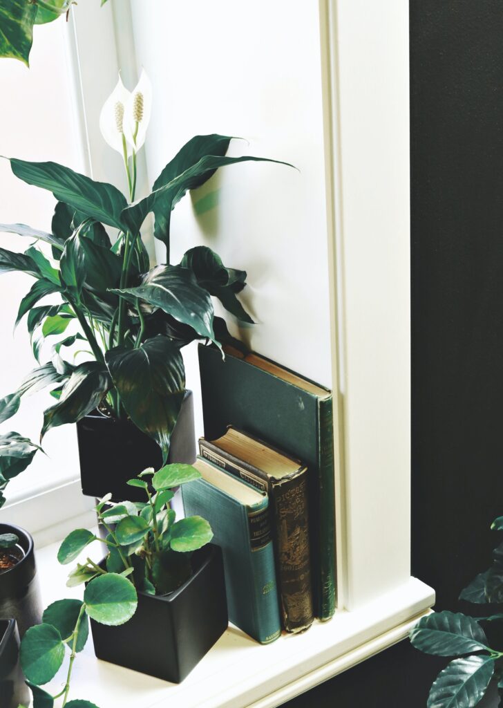 Best indoor plants for clean air: