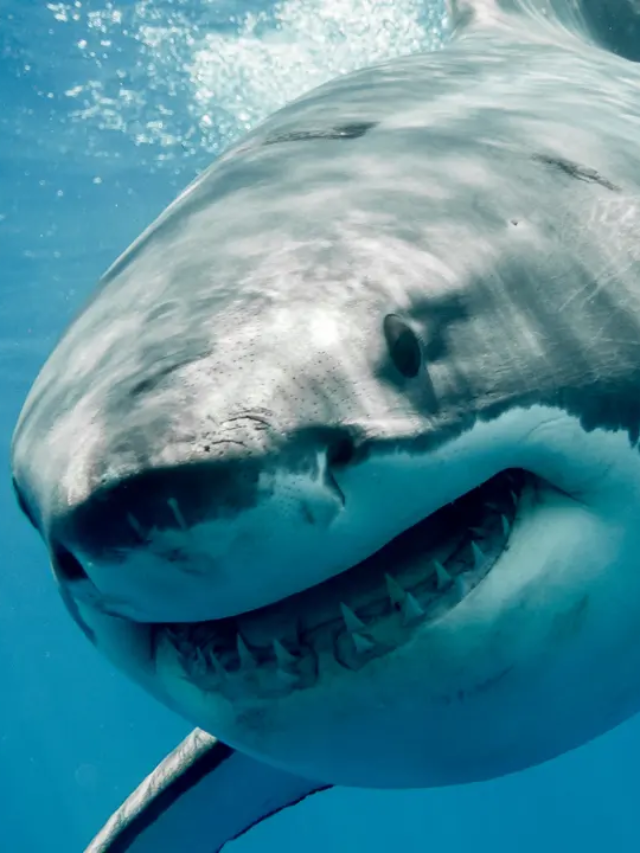 Megalodon shark